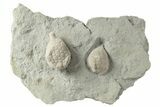 Two Cystoid (Holocystites) Fossils - Indiana #232697-2